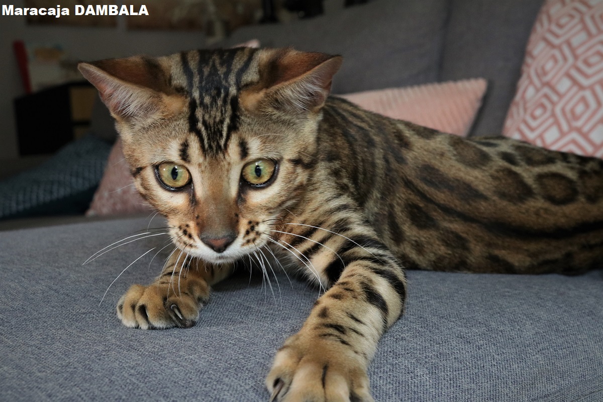 bengal